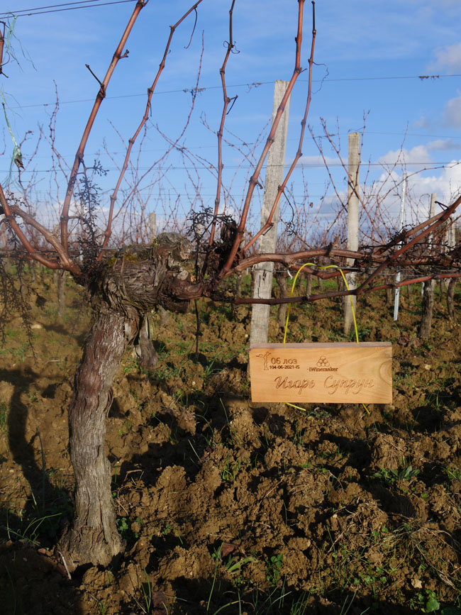 Виноградник на урожай